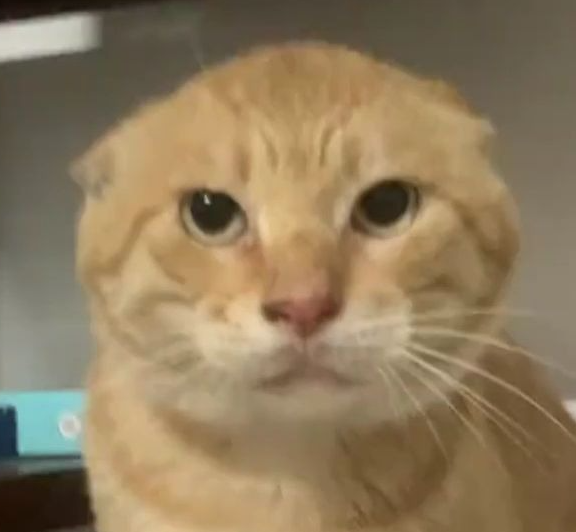 哈基米